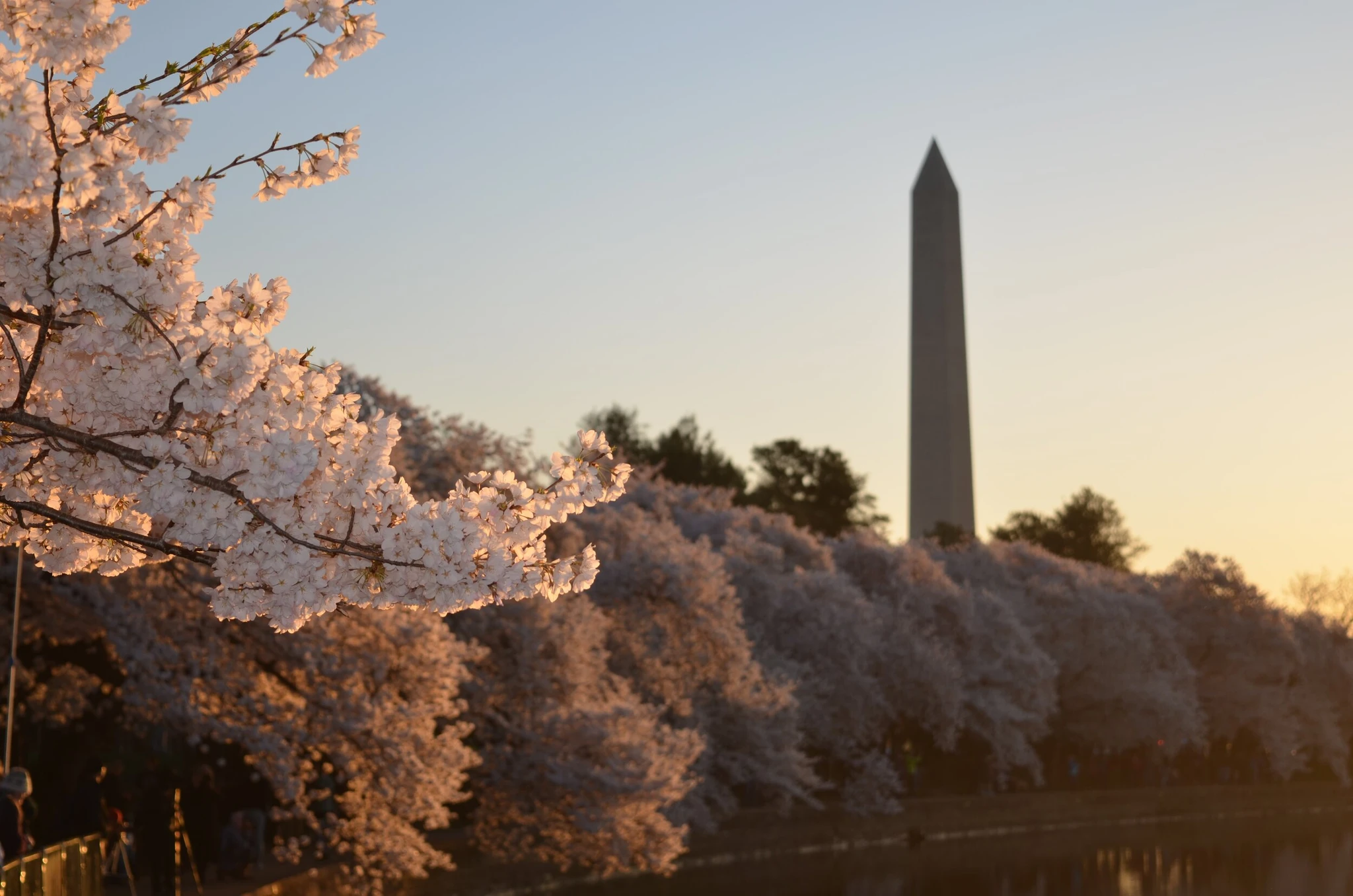 washington monument cherry blossom.jpg